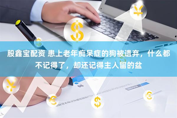 股鑫宝配资 患上老年痴呆症的狗被遗弃，什么都不记得了，却还记得主人留的盆
